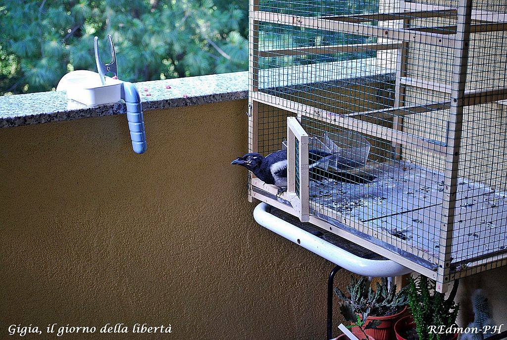 La Gazza e la sua casa